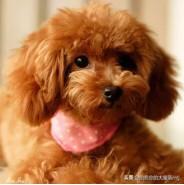 柯基幼犬喜欢咬东西:七个月的柯基为何会喜欢咬人？