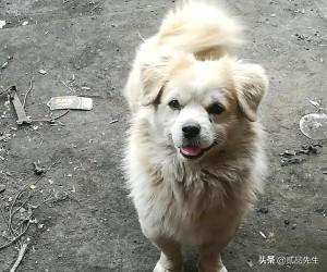 霍邱偷狗贼:为何偷狗如此猖獗的情况下，有人为偷狗贼辩护？