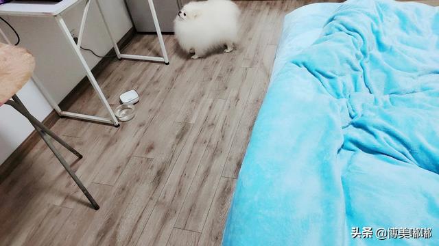 小博美犬不能吃什么食物:博美吃什么可以补充营养？可以吃营养膏吗？