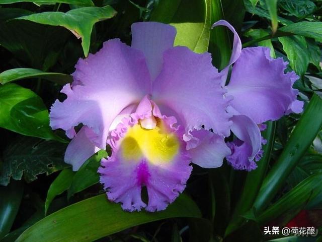 各国的国花,各国的国花分别是什么花？