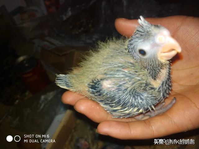 玄凤鹦鹉:玄凤雏鸟要给它磨爪子磨嘴吗？为什么？ 玄凤鹦鹉会说话吗