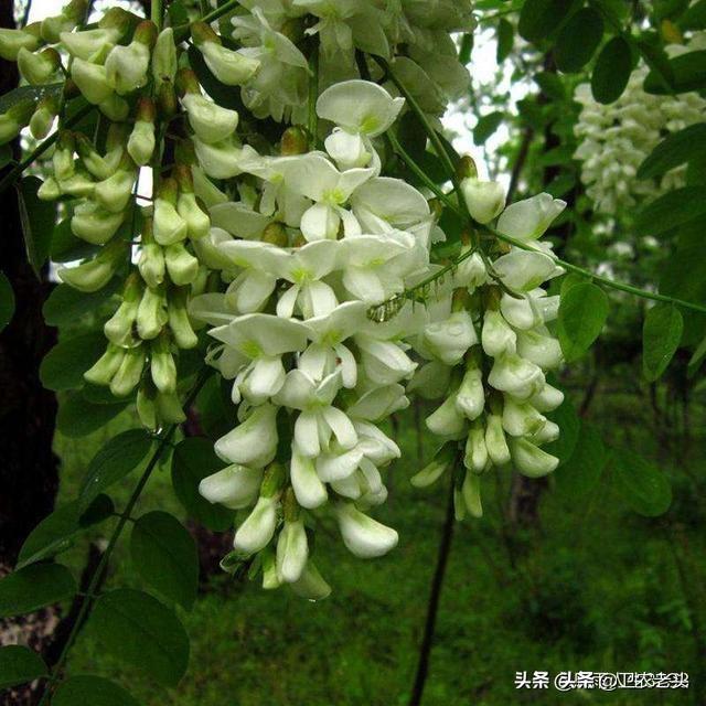刺槐图片:刺槐花图片 听说洋槐花只有北方人吃，南方是没槐树吗？