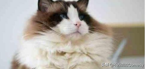 母猫绝育手术注意事项:给猫咪做绝育手术怎样做才能让猫不恨你？