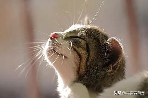 狗项圈 大型犬 牵引绳:小狗牵引用脖圈好还是胸背好？