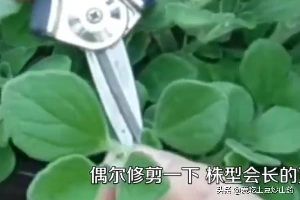 秋季碰碰香怎么养:碰碰香的养殖方法是什么？