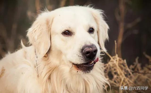 黑贵宾犬美容造型图片:贵宾犬肛门腺多久挤一次？怎么挤？ 贵宾犬造型图片大全 美容