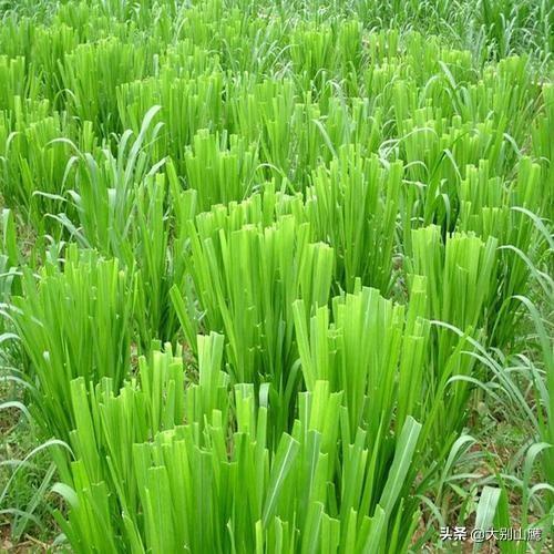豆科牧草:豆科牧草有哪几种 南方养草鱼用什么牧草比较好？