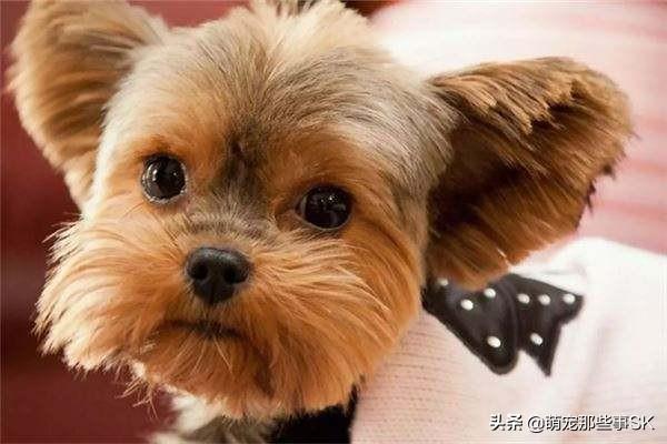 喜乐蒂犬阿宝的故事:狗狗一般几年开始不能怀孕？