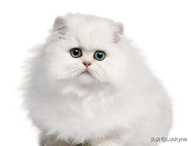 三个月猫不认主人乱咬乱抓:猫离家两个月回来后不认家，不认人，不认猫，为什么？