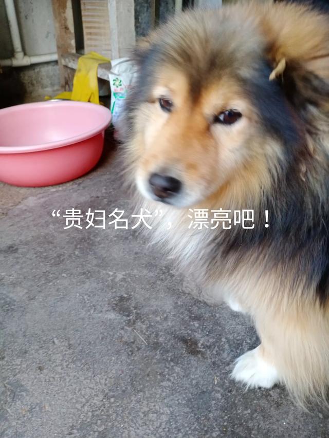 摔狗事件后续:贵妇的名犬掉深坑，青年跳下相救，压死狗，摔断腿，该谁赔偿谁？