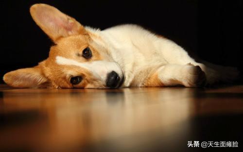 狗狗搜索书籍:有没有什么教狗的书推荐？