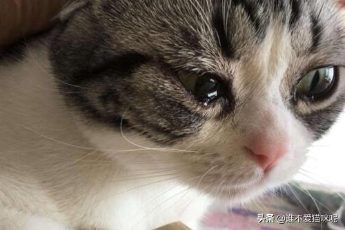 什么猫容易有泪痕:猫咪流泪有眼屎泪痕怎么办？