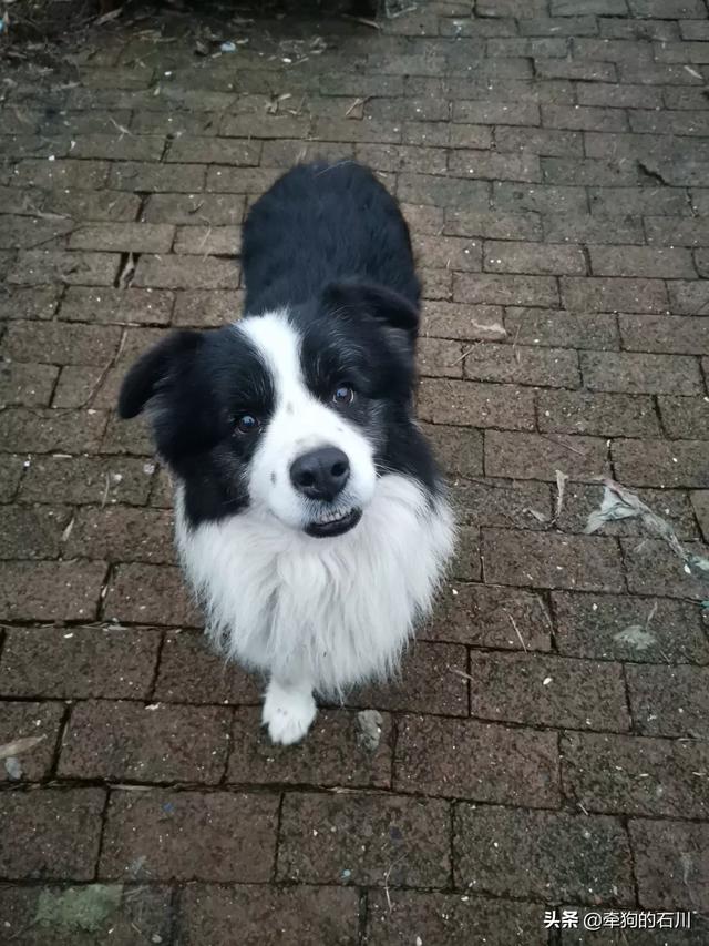 如何训练小柴犬不咬人:有什么办法能使小狗不咬人脚和东西？