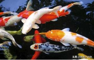 观赏鲤鱼养鱼知识:怎样布置锦鲤鱼缸即美观又好清理？