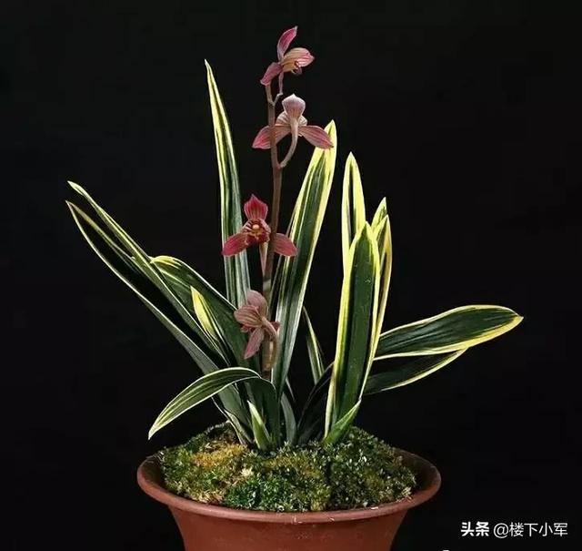 建兰的养殖方法:墨兰建兰浇水频次一样吗？怎么浇比较好？