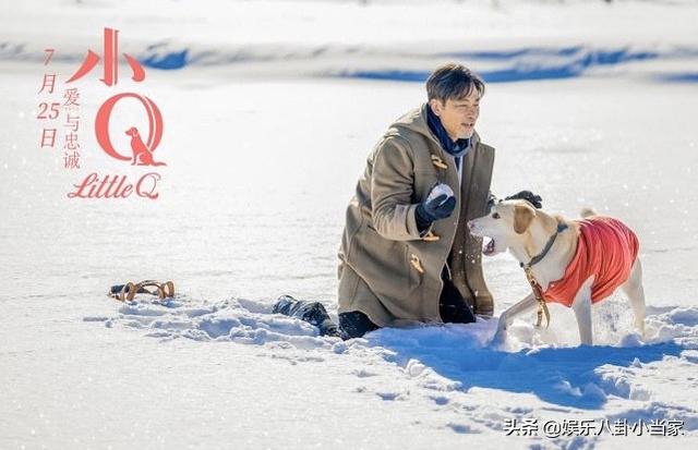 导盲犬小q是什么狗:如何评价任达华和梁咏琪主演的电影《小Q》？ 导盲犬小q里的冬菇是什么狗