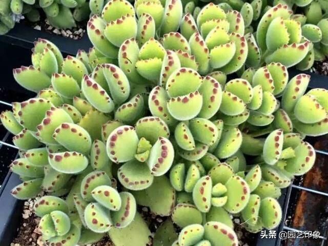魔南景天夏季落叶怎么办:高温袭来，多肉们频频掉叶子，还有救吗？