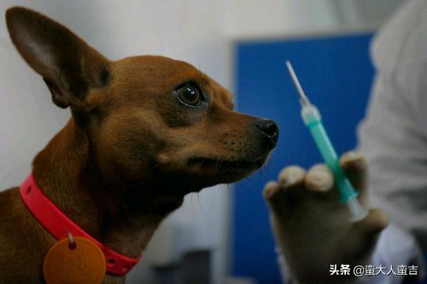 宠物宝宝:【怀旧服】猎人LR宠物宝宝攻击标记宏(猎人必备)？