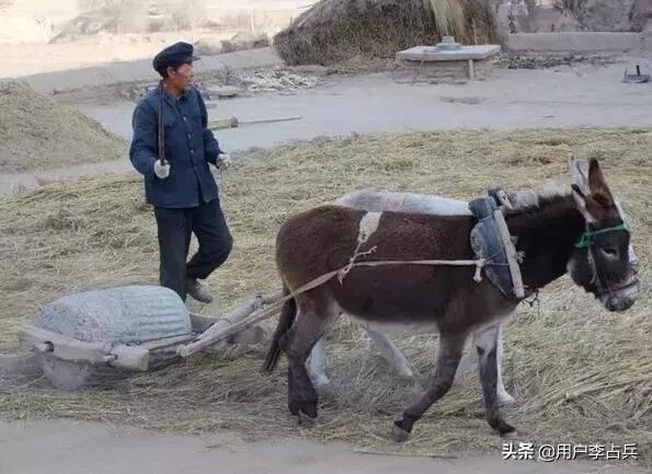 狗狗国外网站大全人猿杂交:比利时女子声称爱上黑猩猩，人和猩猩在一起，到底能否生育后代？