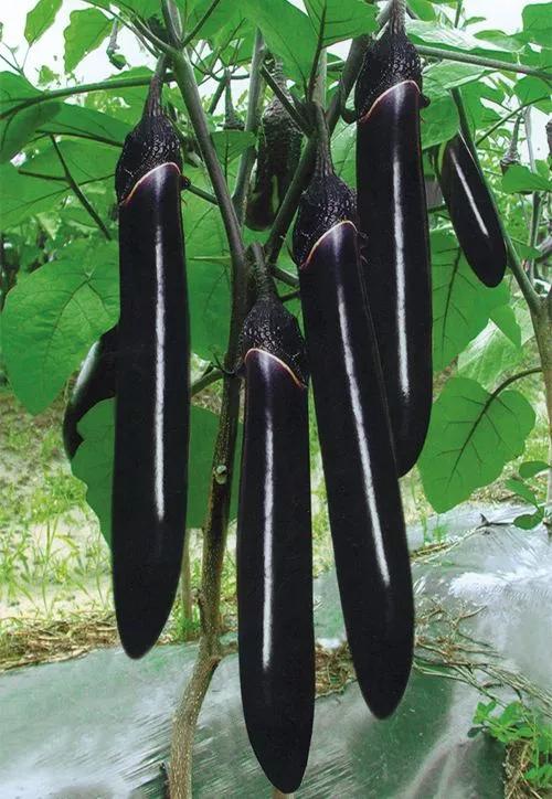 头条问答 茄子花有什么作用 老姚谈植物的回答 0赞