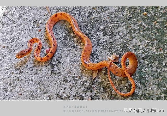 水蛇图片:你手机拍的蛇类的照片能否分享一下？