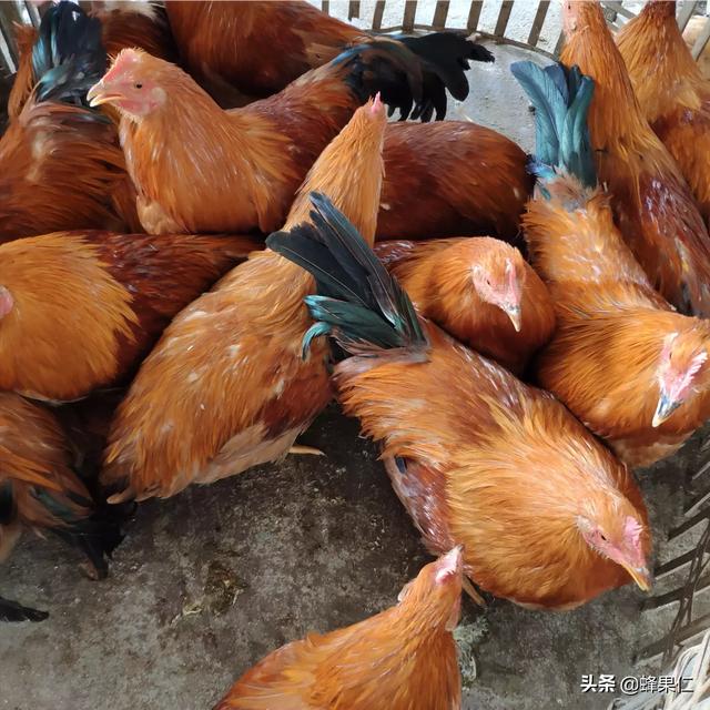 动物性饲料互联网项目:农村土鸡养殖多、销路难，如何利用互联网把土鸡销往更远的地方？
