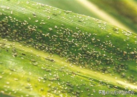 玉米地蚜虫怎么防治:玉米在什么时期防治蚜虫效果最好？
