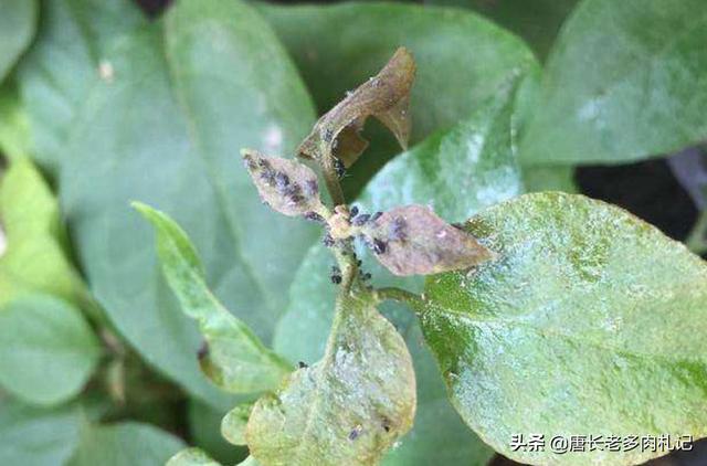 头条问答 - 三角梅又要开花了,但蚜虫爆发,不想用药,怎么办?