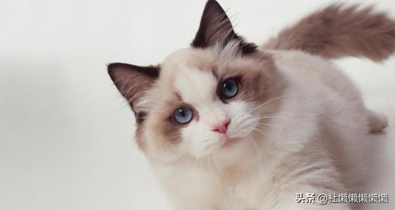 布偶猫多少钱一只，如何挑选一只纯血统的布偶猫