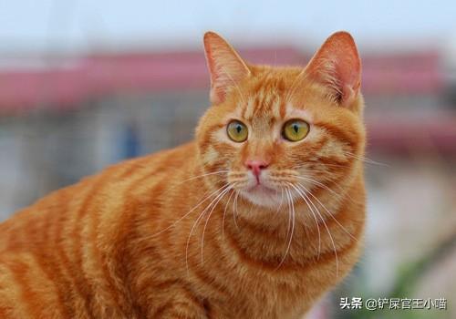 小猫吃什么可以代替猫奶:没有羊奶粉用什么来代替猫的食物？