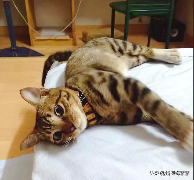 愤怒的猫咪头像:猫咪有抑郁症会有什么表现？