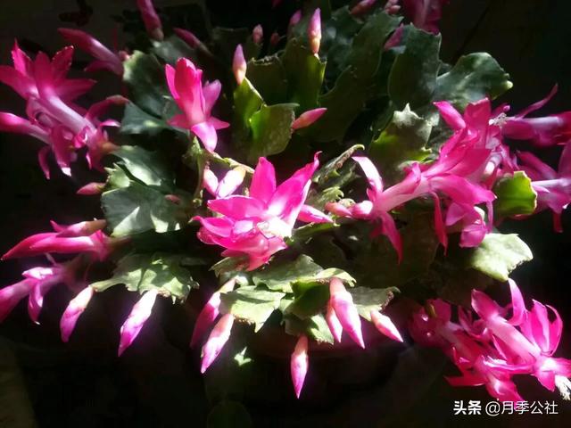 假昙花和蟹爪兰哪个好养:蟹爪兰在家如何正确的换盆？
