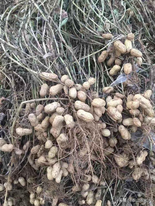 野菊花生蚜虫怎么防治:菊花蚜虫图片与防治 花生田间地下害虫调查取点方式方法有哪些？