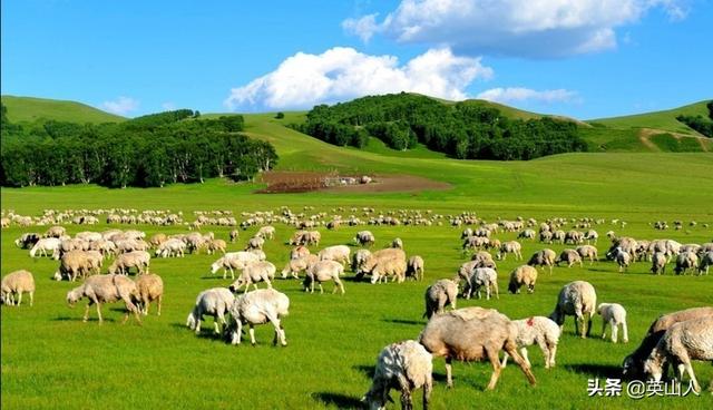 养羊和养牛哪个省力风险低？为什么？
