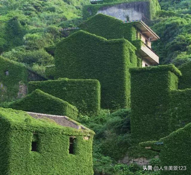 金铃花大图片:金铃花图片大全 为什么城里人越来越喜欢去农村散心？