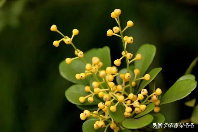 米兰花图片:米兰花叶子上有黑斑是怎么回事？