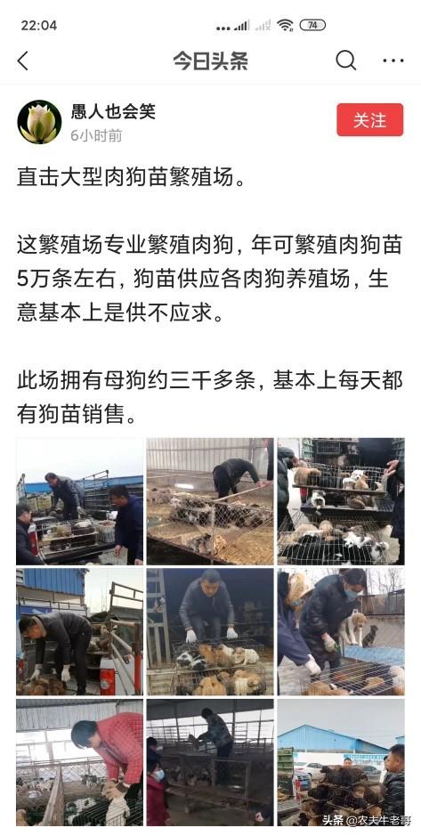 超大型犬杂交研究所:养500条肉狗要投资多少钱？