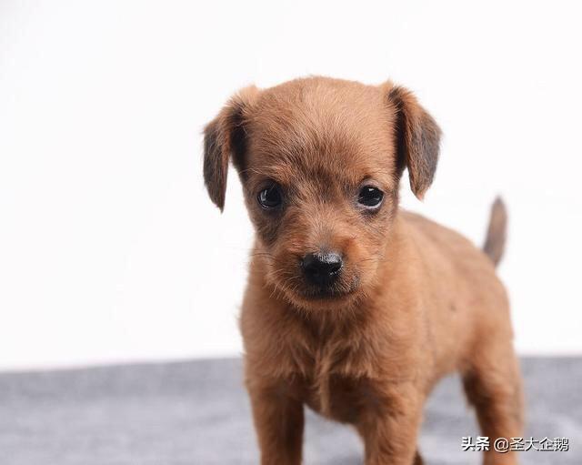 两岁金毛犬价格:2018年金毛犬幼犬的价格是多少？有哪些购买渠道？