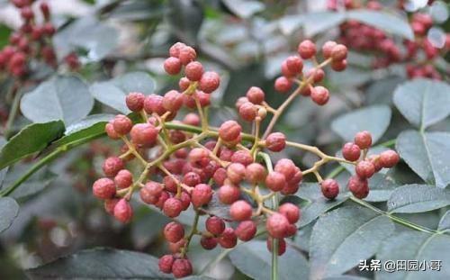 花椒是什么，花椒树如何种植？生长几年结果？