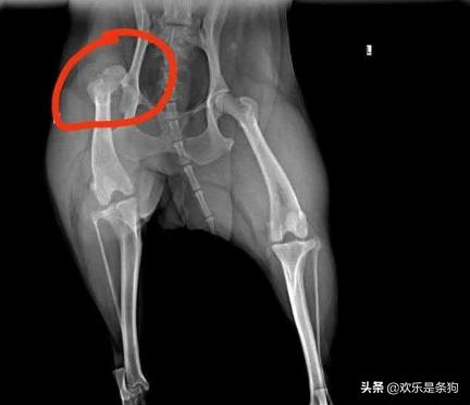 居室养狗注意事项:饲养狗狗要注意哪些事情？ 养狗注意事项条例
