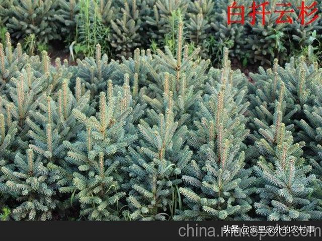 刺嫩芽是能食用的中药材,有人工栽种价值吗？