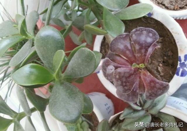 燕子掌图片:多肉植物燕子掌有毒吗？放在室内或者卧室是否合适呢？