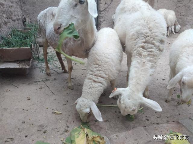 澳洲和牛养殖的时间:现在养殖安格斯牛有发展前景吗？