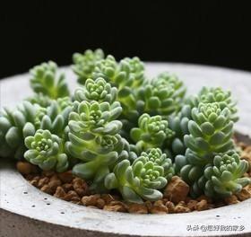姬星美人开花会死吗:姬星美人开花直接剪头吗 多肉开花要剪掉吗？为什么？
