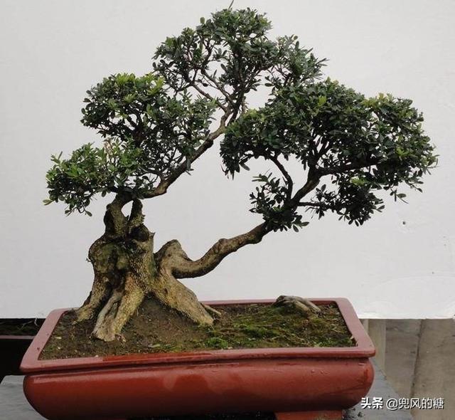 花椒老桩怎么做盆景