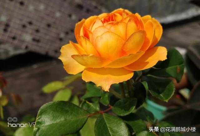 最香的几款月季品种是什么？插图35