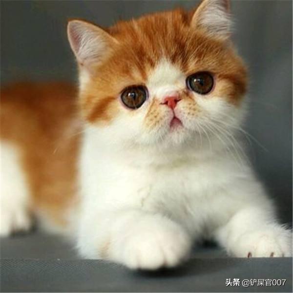 什么猫容易有泪痕:蓝猫小猫会因为什么得泪痕，小猫吃什么泪痕会消掉？