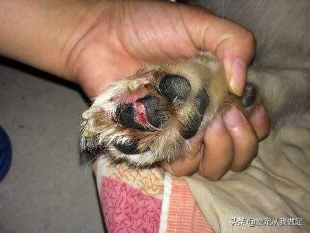 怎呢判断狗狗髌骨脱位:泰迪犬腿瘸的原因有哪些？