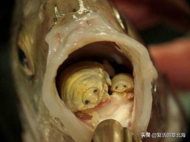 缩头鱼虱:寄生动物为什么一般具有强大的繁殖能力？