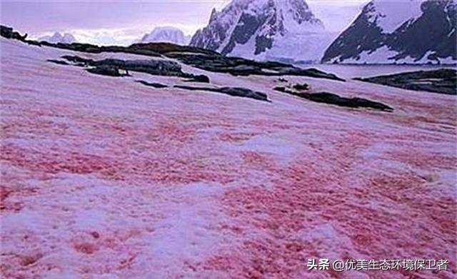 南极雪地灵异事件:南极出现“西瓜雪”。全球气候变暖有多可怕？